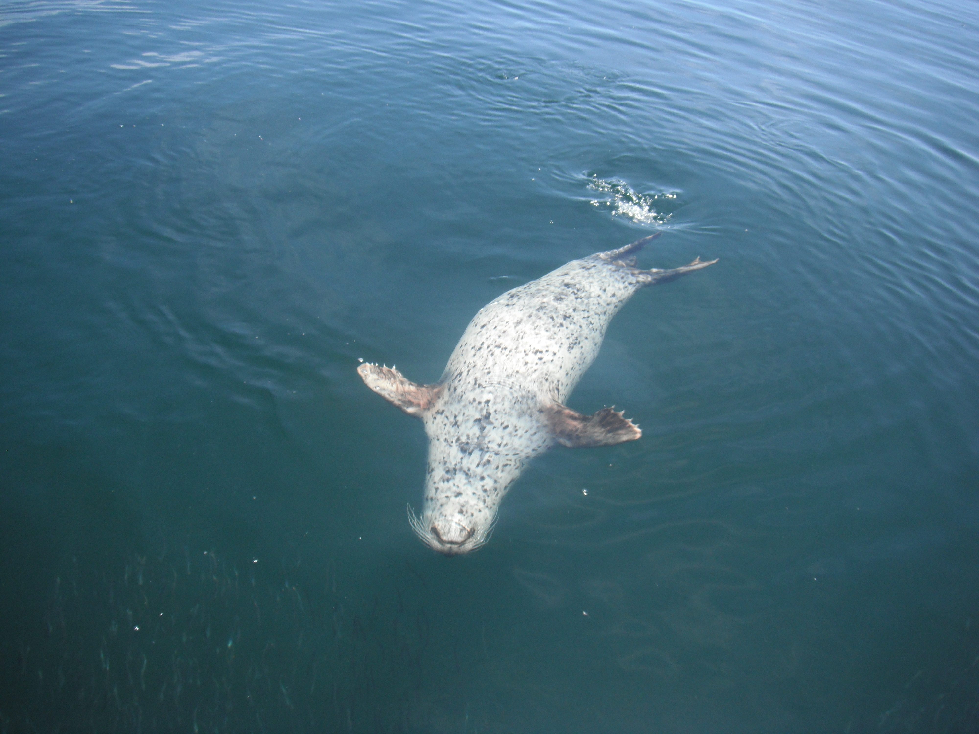 Herring-stuffed harbor seal